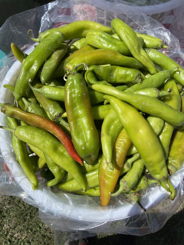 Ms. Junie Green Chile -HOT- Half Bushel